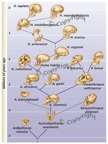 Current Human Evolution Tree に対する画像結果