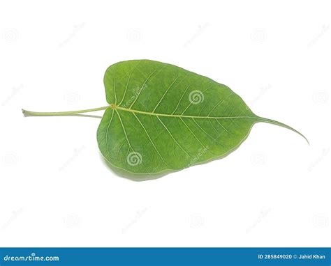 Image result for Native Fig Tree