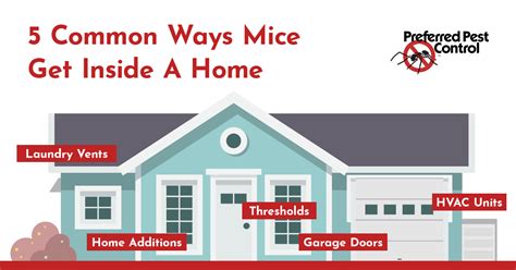 Image result for How to Find Out How a Mouse Enter Your House