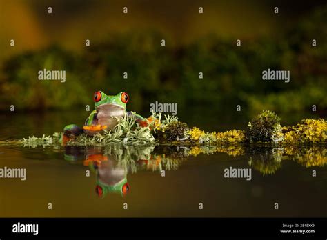 Image result for Red Eyerd Tree Frog