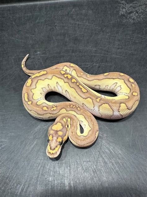 Image result for Leopard Lesser Ball Python