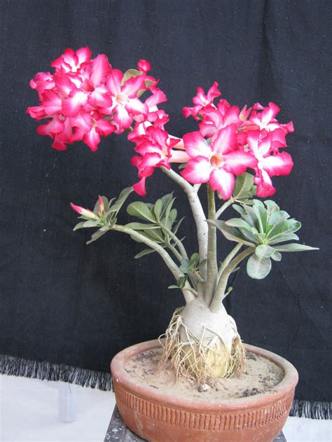 Image result for Adenium Plants HD