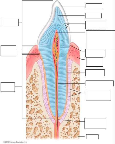 Image result for Python Tooth Structure