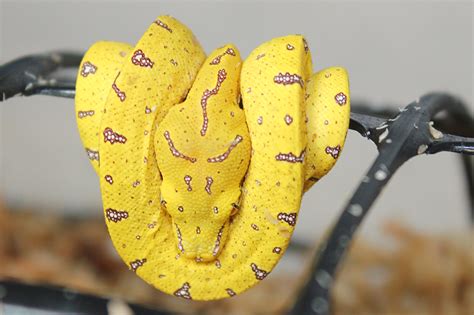 Green Python Hatchlings に対する画像結果