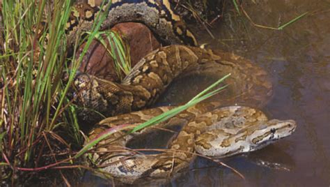 Image result for Python Spotted in River Thames