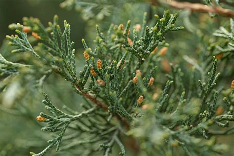 Juniper Tree Pollen Exploding に対する画像結果