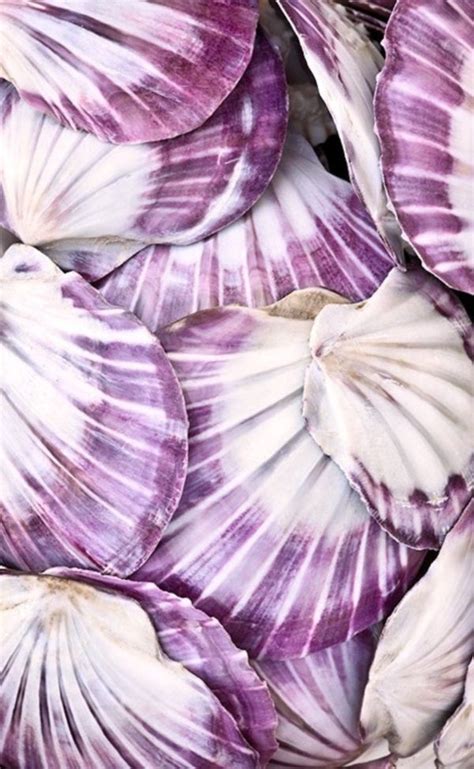 Toradh íomhá ar Purple Shells