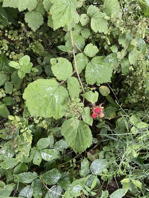 Raspberry Plant Identification に対する画像結果