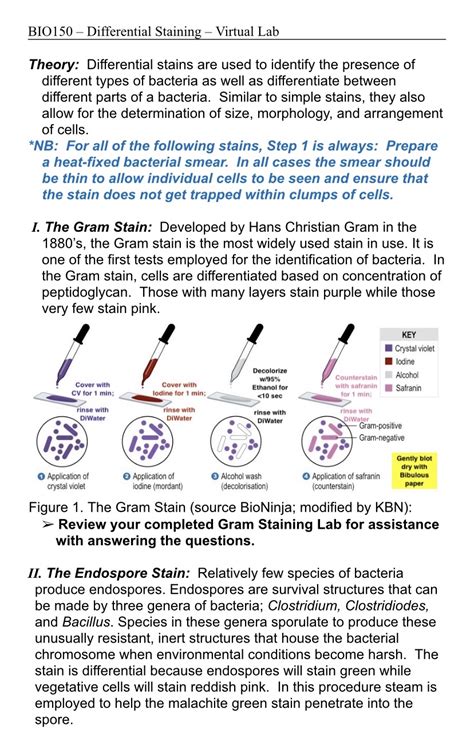 Image result for Gram Stain Virtual Lab