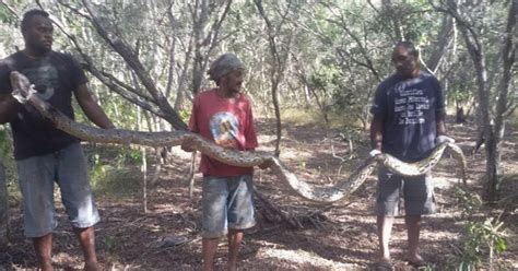 Image result for Python Des Forets