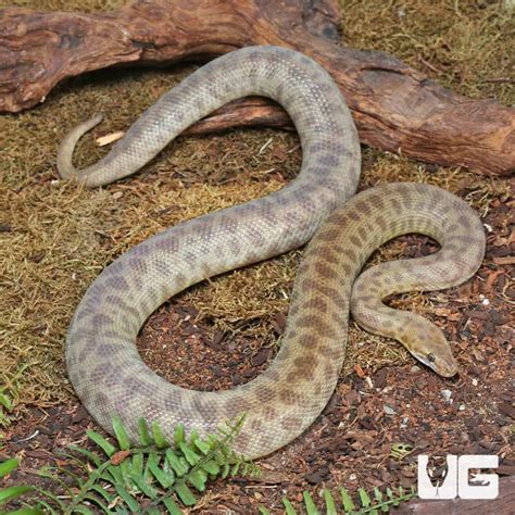 Image result for Adult Children Python