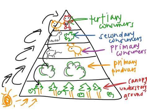 Afbeeldingsresultaten voor Coniferous Forest Food Web