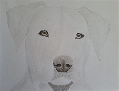 Image result for How to Draw Dog Front View