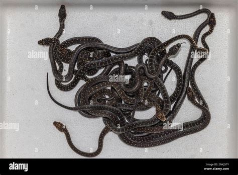 Image result for Baby Python Wa