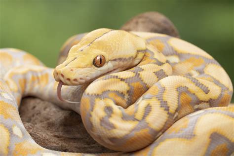 Image result for Hard Tiger vs Python