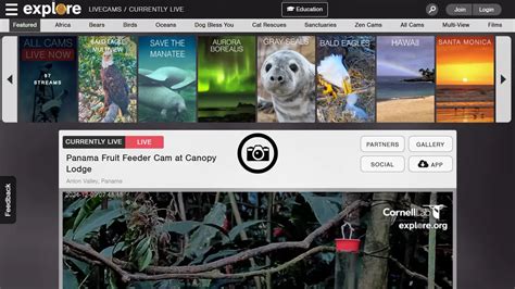Image result for Org Explorer Icon
