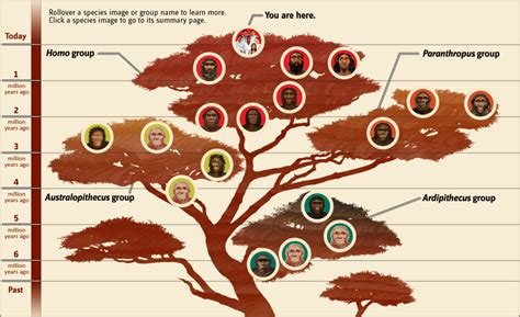 Image result for Human Evolution Tree