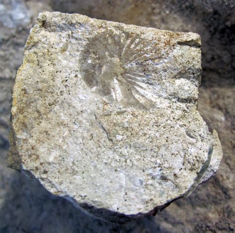Image result for Fossils in White Limestone