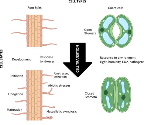 Cell Type ಗಾಗಿ ಇಮೇಜ್ ಫಲಿತಾಂಶ