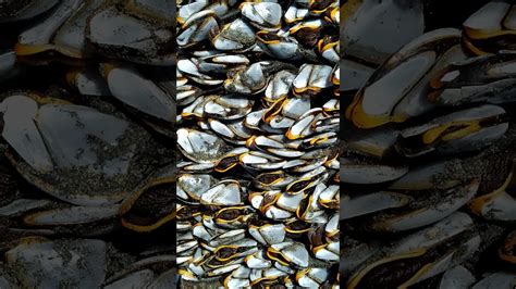 Afbeeldingsresultaten voor Barnacles Moving