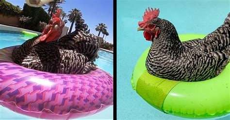 Image result for Chicken in a Pool