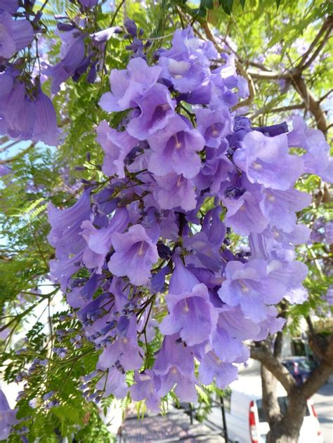 Image result for House Plant Near Me