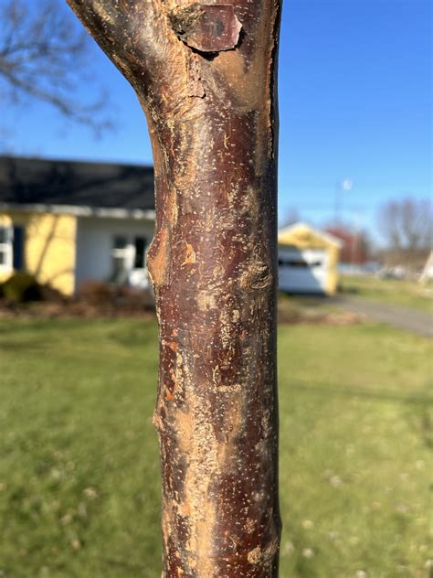 Paperbark Maple Tree Problems に対する画像結果