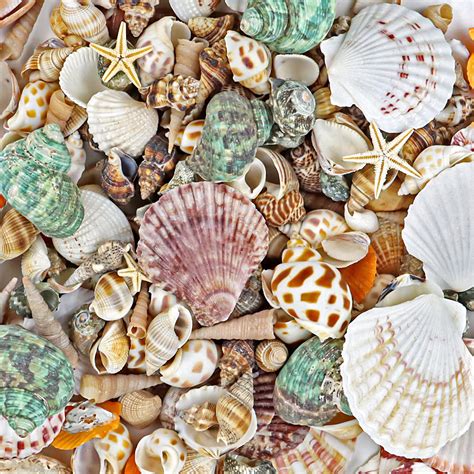 Image result for Sea Shell Pattern Background