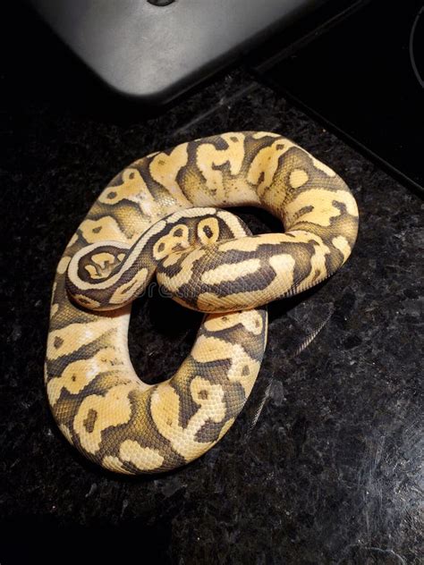 Image result for Bab Snake Ball Python