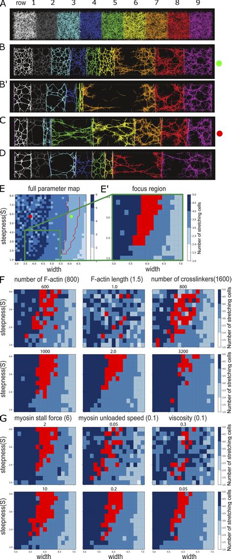 Afbeeldingsresultaten voor Myosin Model