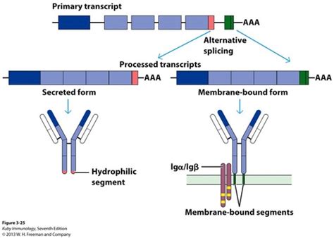 Image result for Affinity Maturation Type Switch