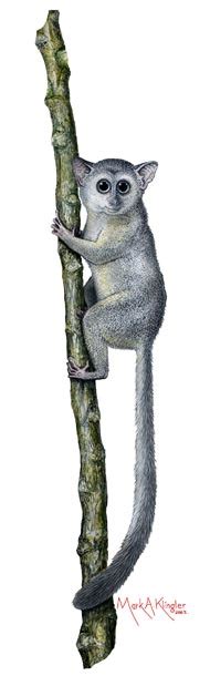 Image result for Tarsiiformes Cladogram