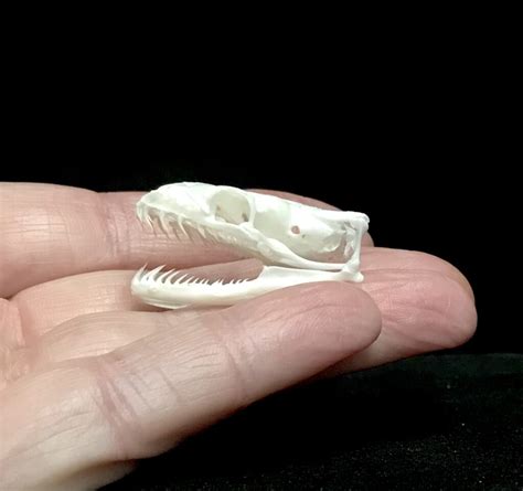 Image result for Ball Python Skull