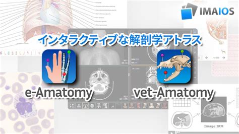 Python Anatomy に対する画像結果