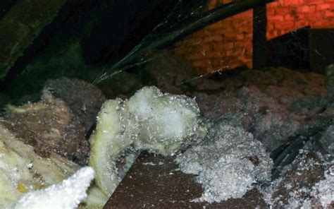 Image result for Rodent-Proof Loft Insulation