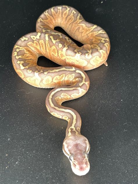 Sunset Looking Ball Python に対する画像結果