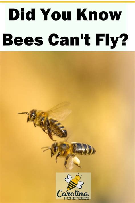 Image result for How Bees Fly