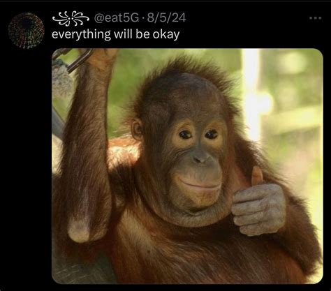 Image result for Monkey Pointing to Hand