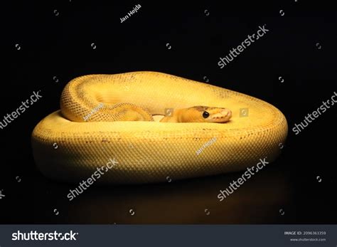 Image result for King Python
