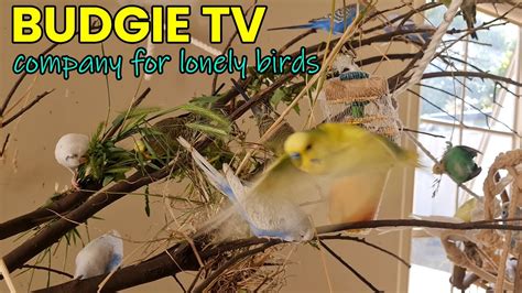 Image result for Budgie Channel