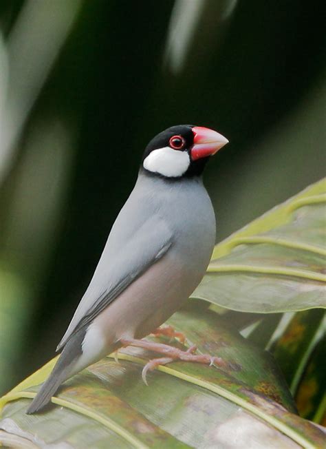 Java Sparrow Tree に対する画像結果