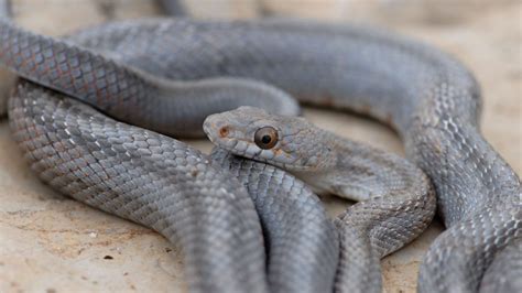 Image result for Python Snake Types