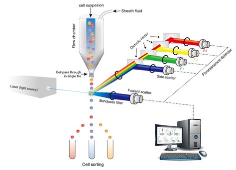 Flow Cytometry Sample Acquisition に対する画像結果