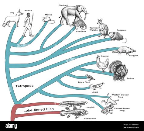 Image result for Biological Evolution Tree