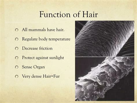 Afbeeldingsresultaten voor Hair Function