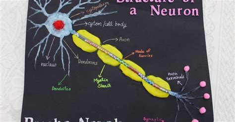 Image result for Creative Neuron Model