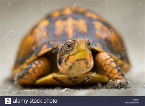 Résultat d’images pour Box Turtle Side View