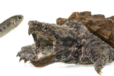 Super Rare Alligator Snapping Turtle に対する画像結果
