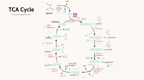 Khan Academy TCA Cycle に対する画像結果