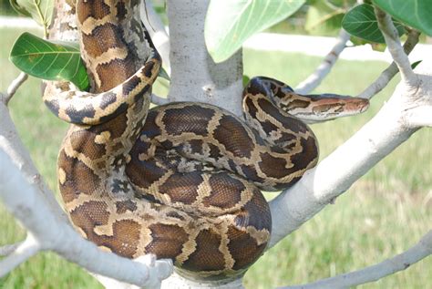 Image result for Indian Rock Python